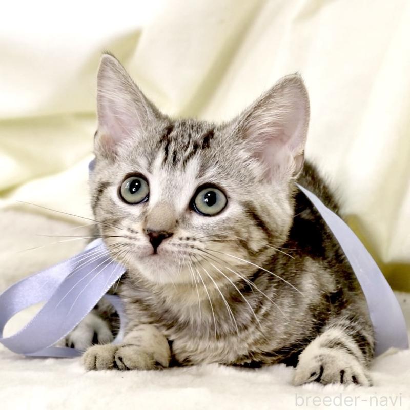 販売中の栃木県のマンチカン-127031の18枚目